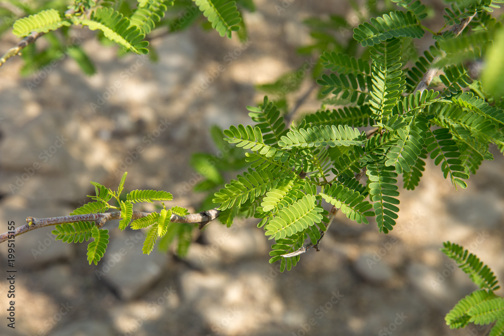 Fototapeta premium Acacia, Qeshm, Iran