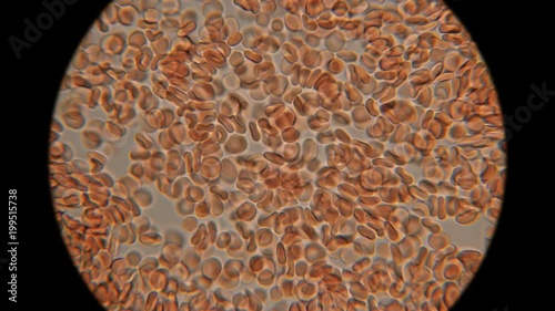 movement of blood under the microscope
