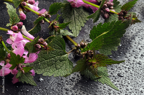 Urtica dioica Grote brandnetel Ortica Nokkonen Крапива двудомная Große Brennnessel قراص كبير Եղինջ երկտուն Stinging nettle Pokrzywa zwyczajna Brännässla Grande ortie  photo