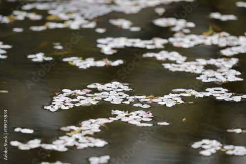 花筏