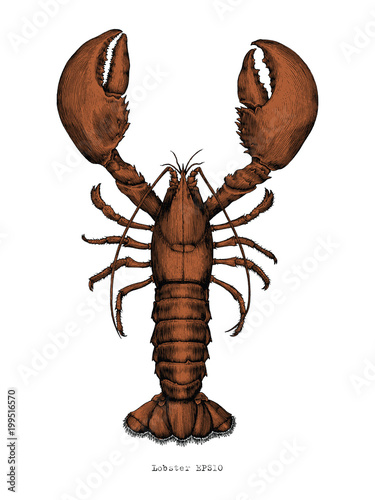 Lobster hand drawing vintage engraving illustration