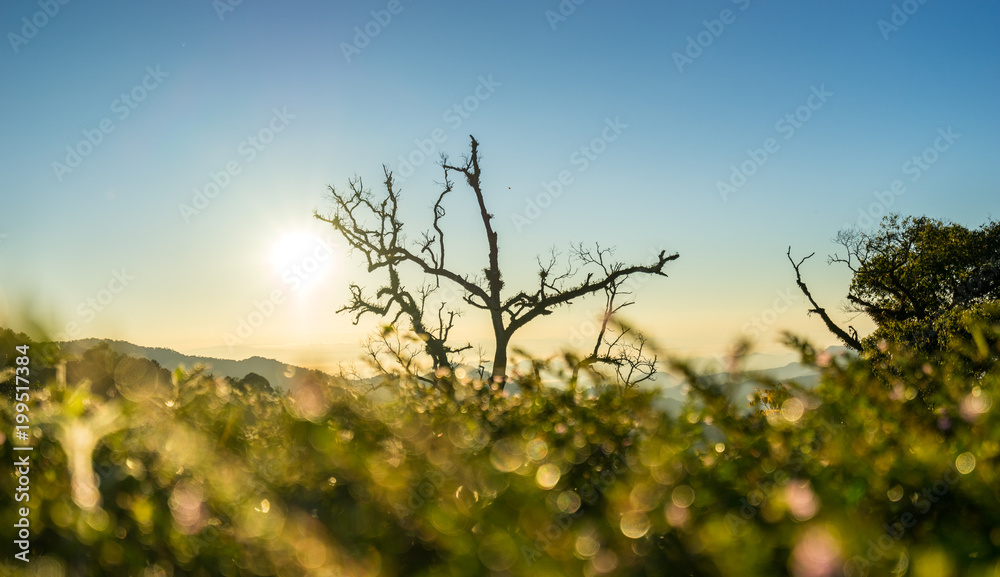 beautiful scenic of sunrise on hill and grass bokeh beautiful scenic of sunrise on hill and grass bokeh