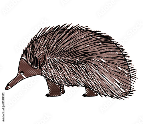wild echidna australian creature