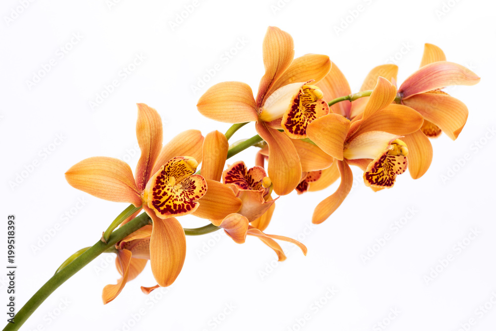 白背景の赤茶色のデンドロビウムの花 Stock Photo Adobe Stock