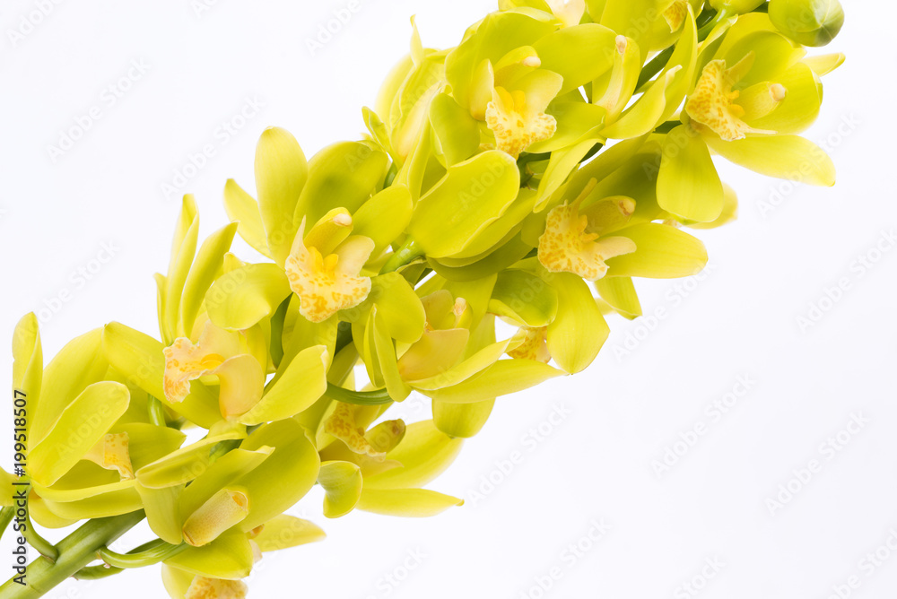 Obraz premium 白背景の緑色のデンドロビウムの花