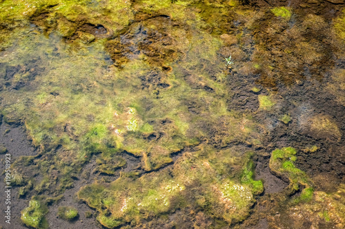 An abstract picture of moss on the bottom of treatment facilities