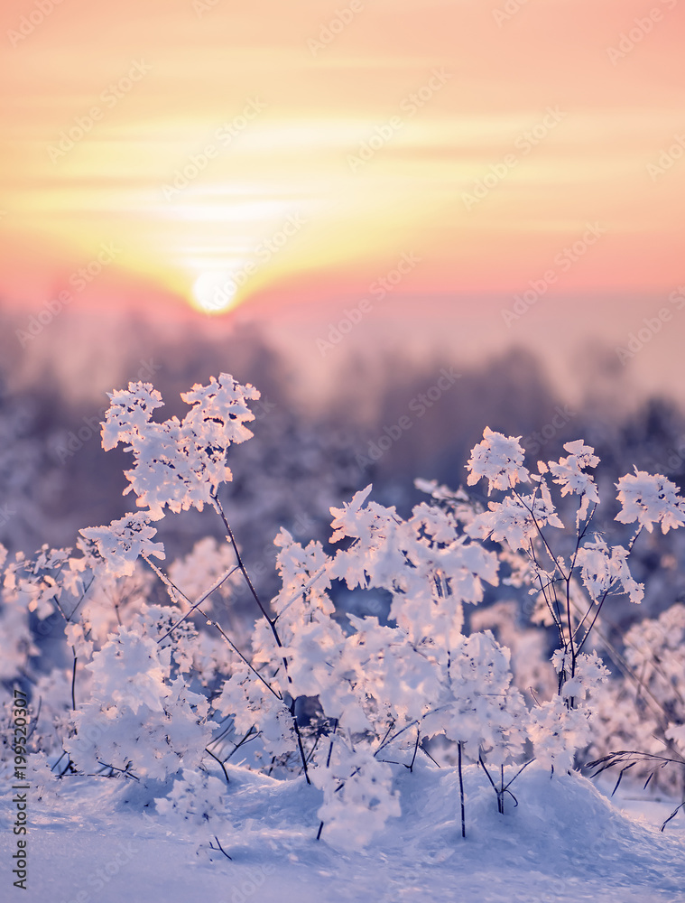 Colorful vertical background with frozen grass