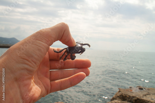 small crab in hand photo