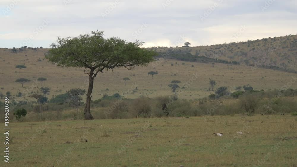 Acacia trees on Masai Mara plains