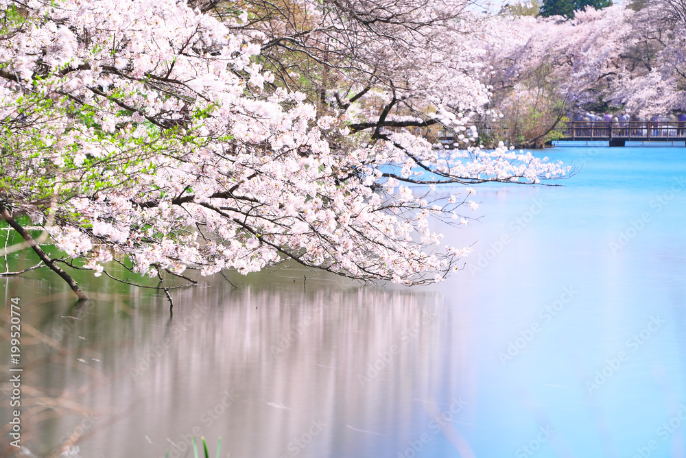 桜と水面 桜と水面