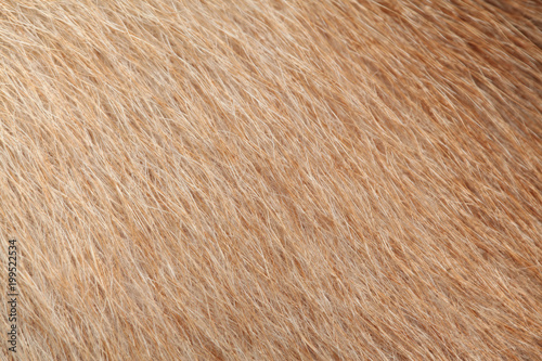 close up brown dog skin for background