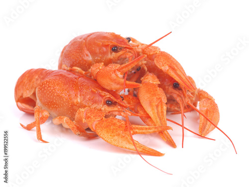 Fresh crayfish