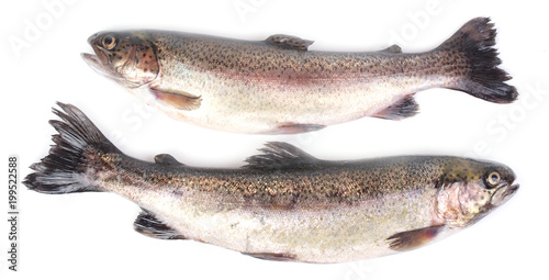Fish trout