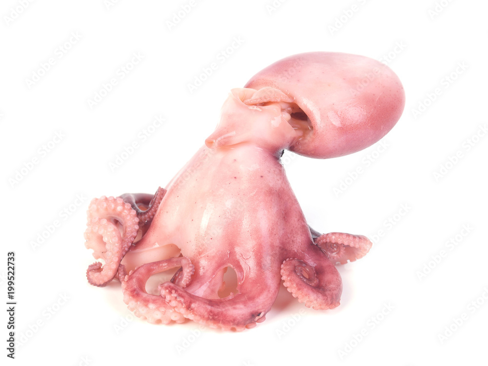 Octopus Octopus
