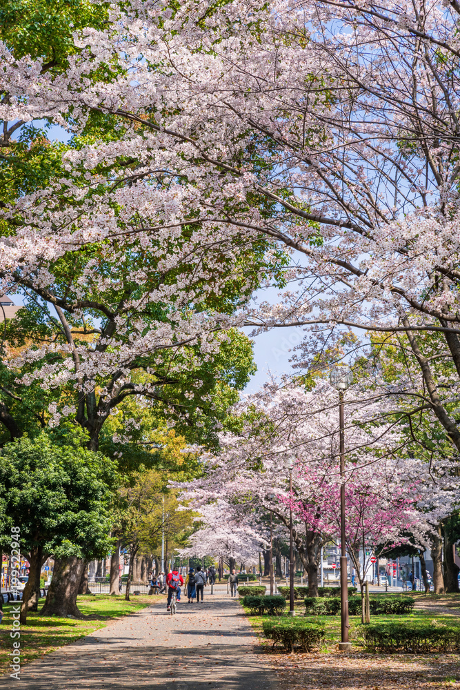 横浜 大通り公園の桜