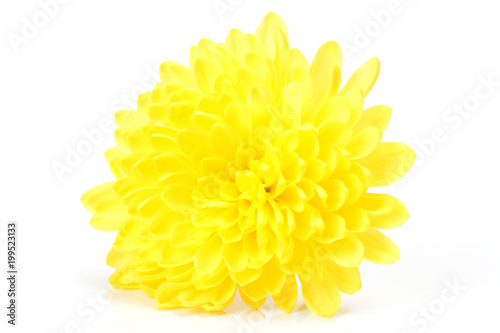 Chrysanthemum flowers