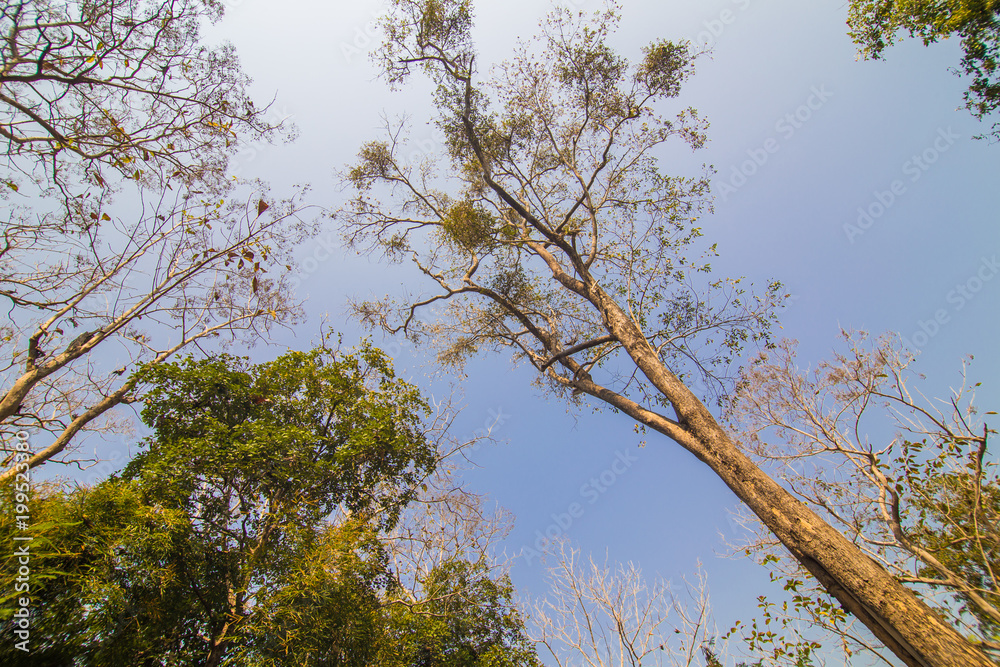 Obraz premium Tree branch green leaf with blue sky background