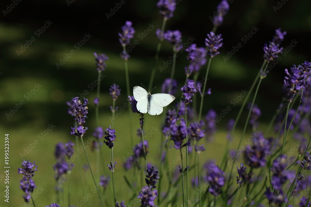 Obraz premium Closeup photo of a Cabbage White butterfly on lavender.