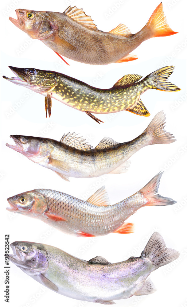 Fototapeta premium River predators