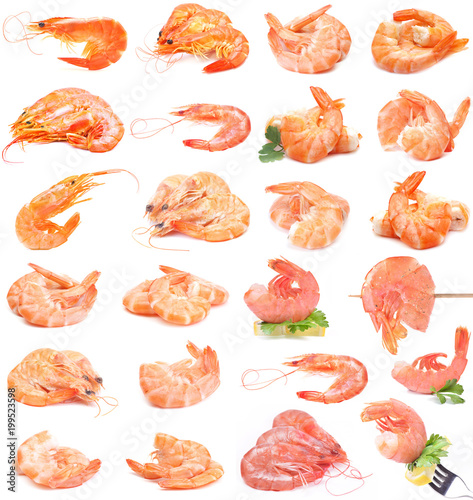 Shrimps collection