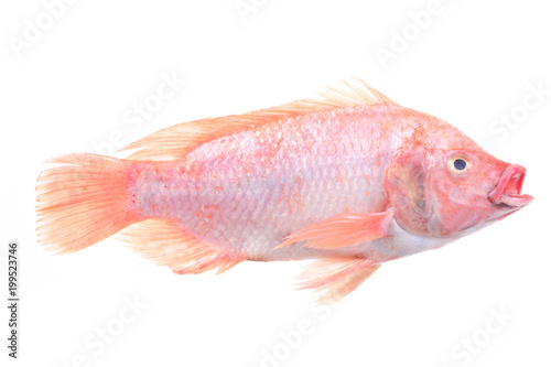 Fish red tilapia