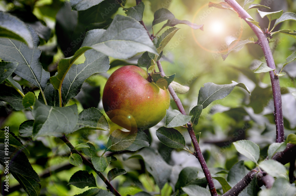 Beatiful fresh apple in the garden. Paradise. Organic food. Beatiful fresh apple in the garden. Paradise. Organic food.