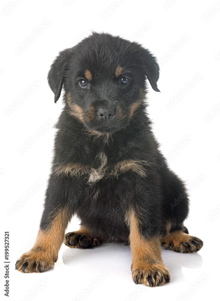 puppy rottweiler in studio