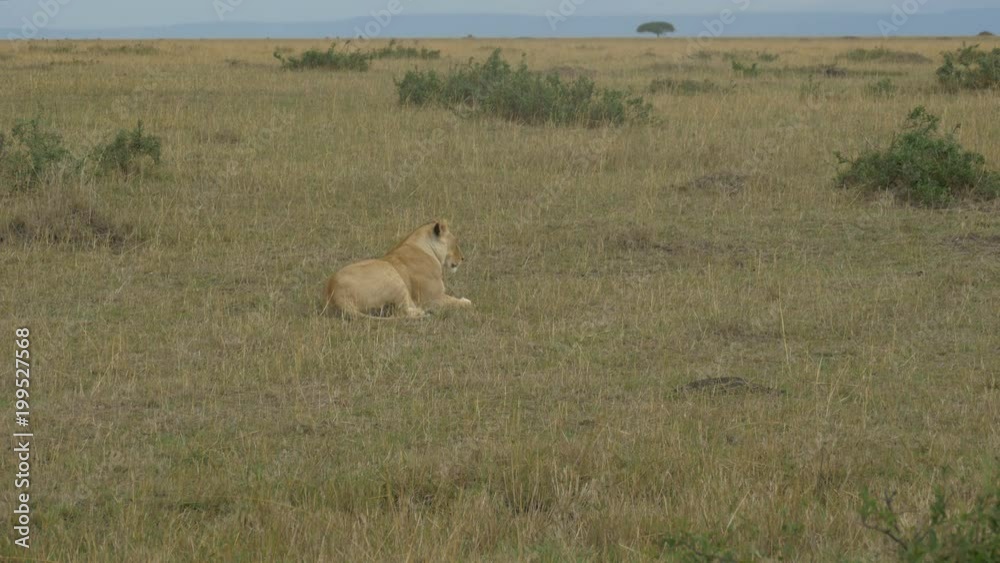 Lioness resting in the savannah Lioness resting in the savannah