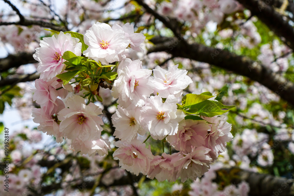 Blooming Cherry trees in Osaka, Japan Blooming Cherry trees in Osaka, Japan