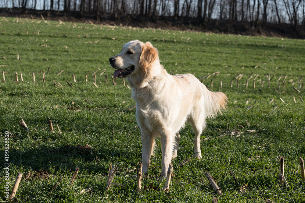 cane Golden Retriever