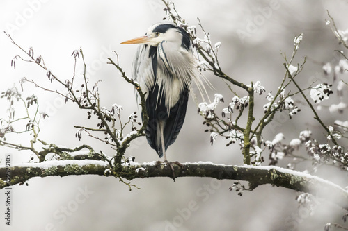 Graureiher (Ardea cinerea)