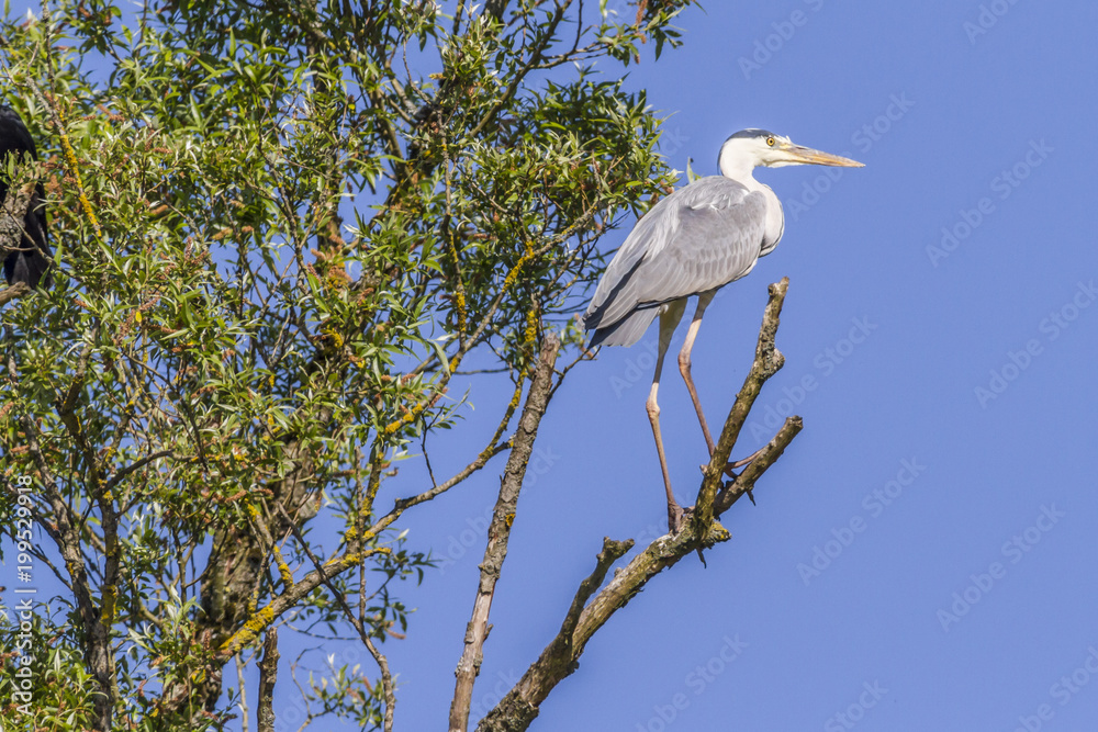 Graureiher (Ardea cinerea) Graureiher (Ardea cinerea)