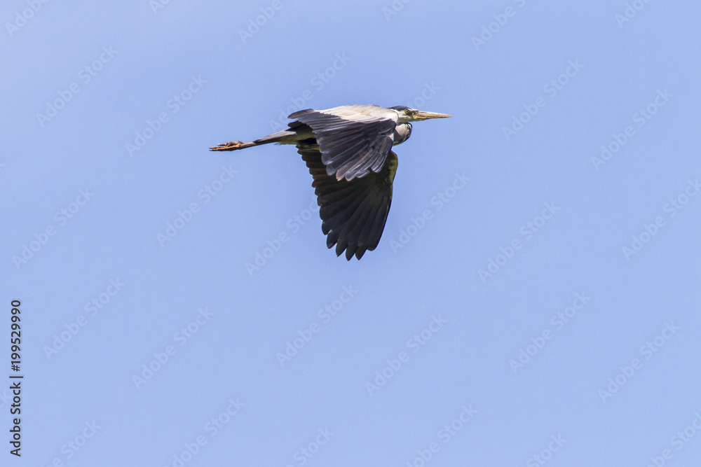 Obraz premium Graureiher (Ardea cinerea)