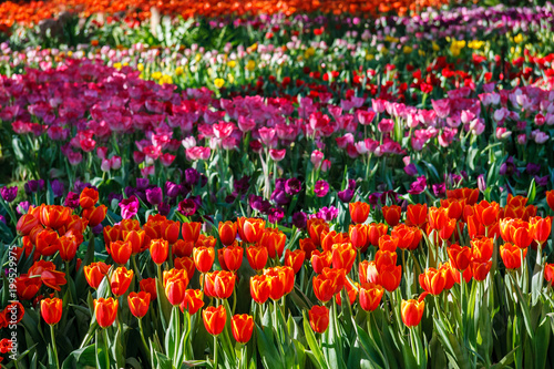 Colorful of Floral blossom consist of Tulip, orchid, Lilly, cyclamen and others © piyawatfoto