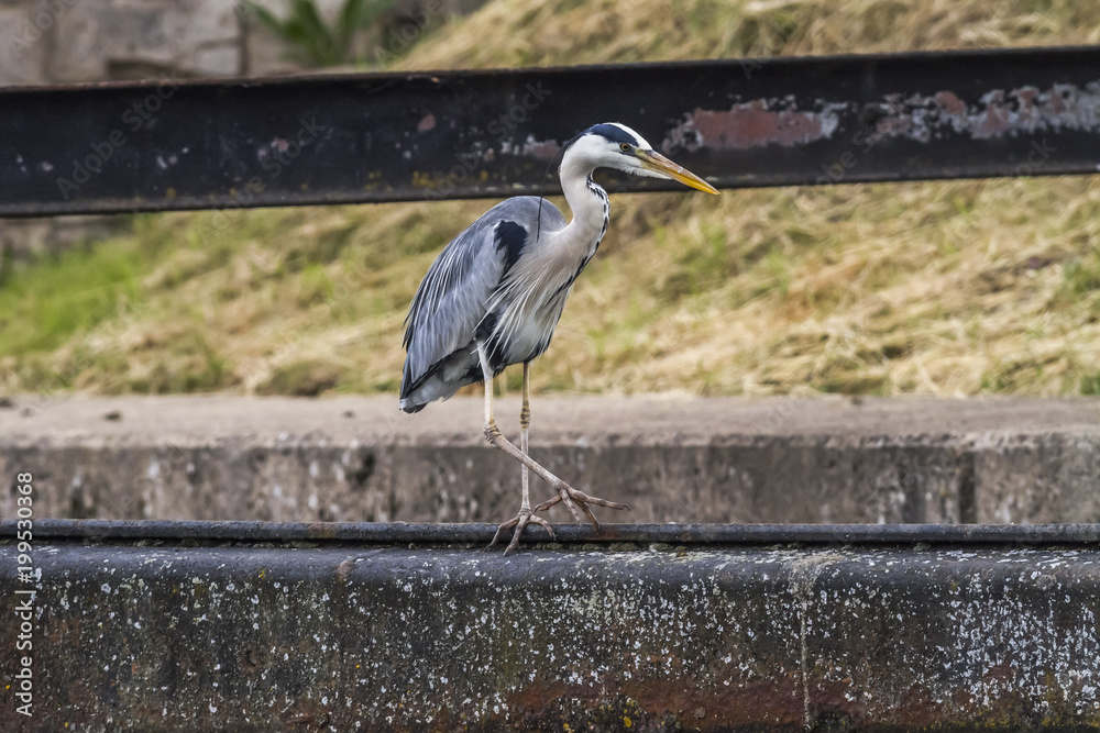 Graureiher (Ardea cinerea)