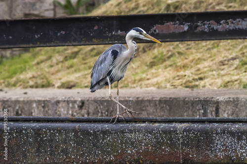 Obraz na płótnie Graureiher (Ardea cinerea) w salonie