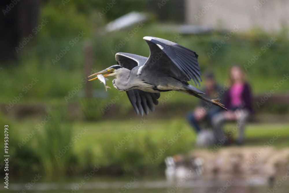 Obraz premium Graureiher (Ardea cinerea)