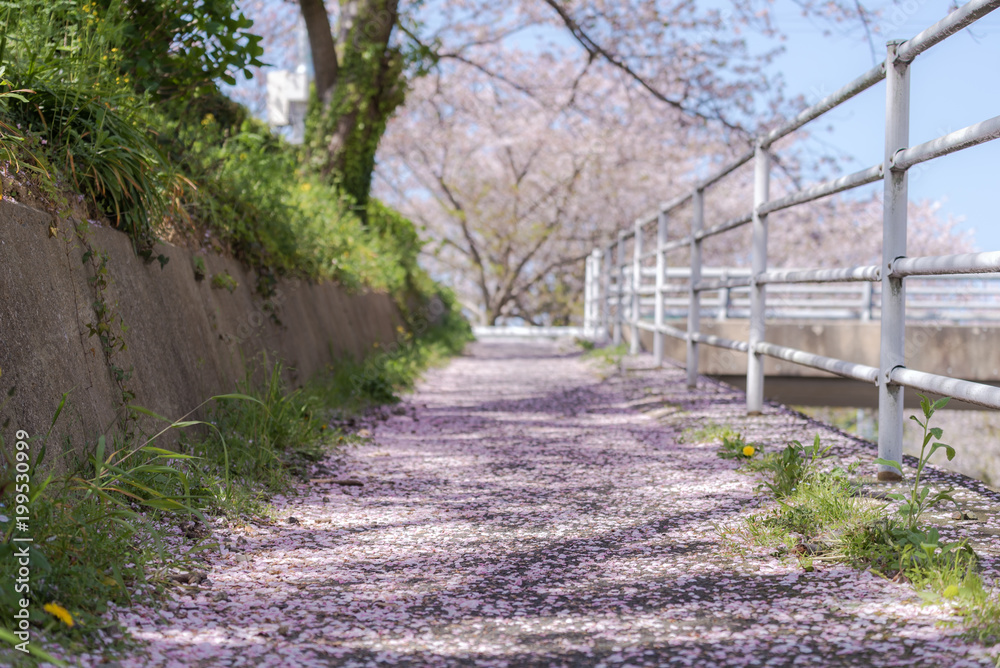 桜色の坂道 桜色の坂道