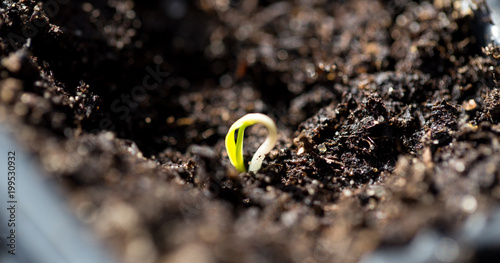 A young sprout of pepper in the ground