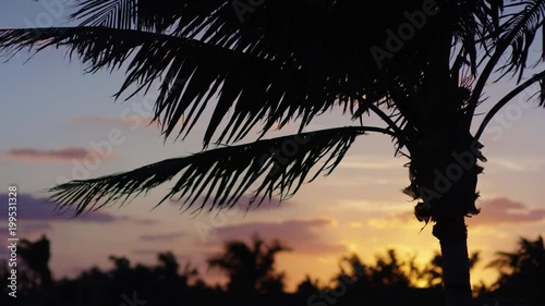 Closeup Of Palm Tree Leaves Blowing In The Breeze At Sunset In Florida, USA - Shot On Red Scarlet-W Dragon In 4K/ Slow Motion