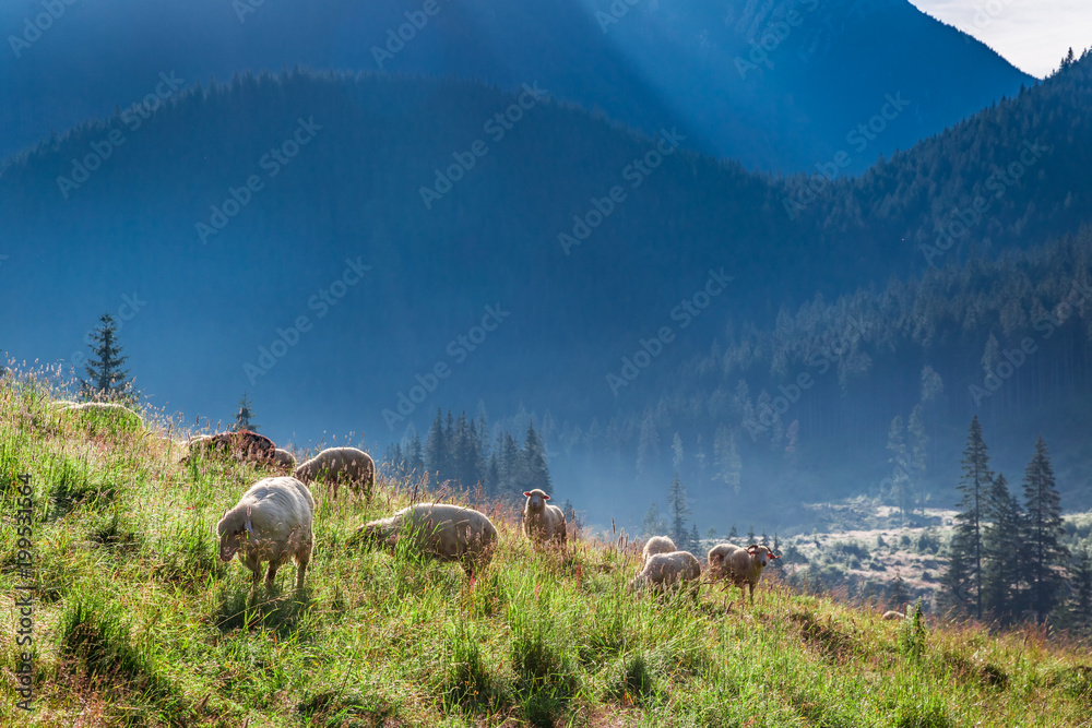 Fototapeta premium Wonderful flock of sheep grazing on green hills, Tatra Mountains