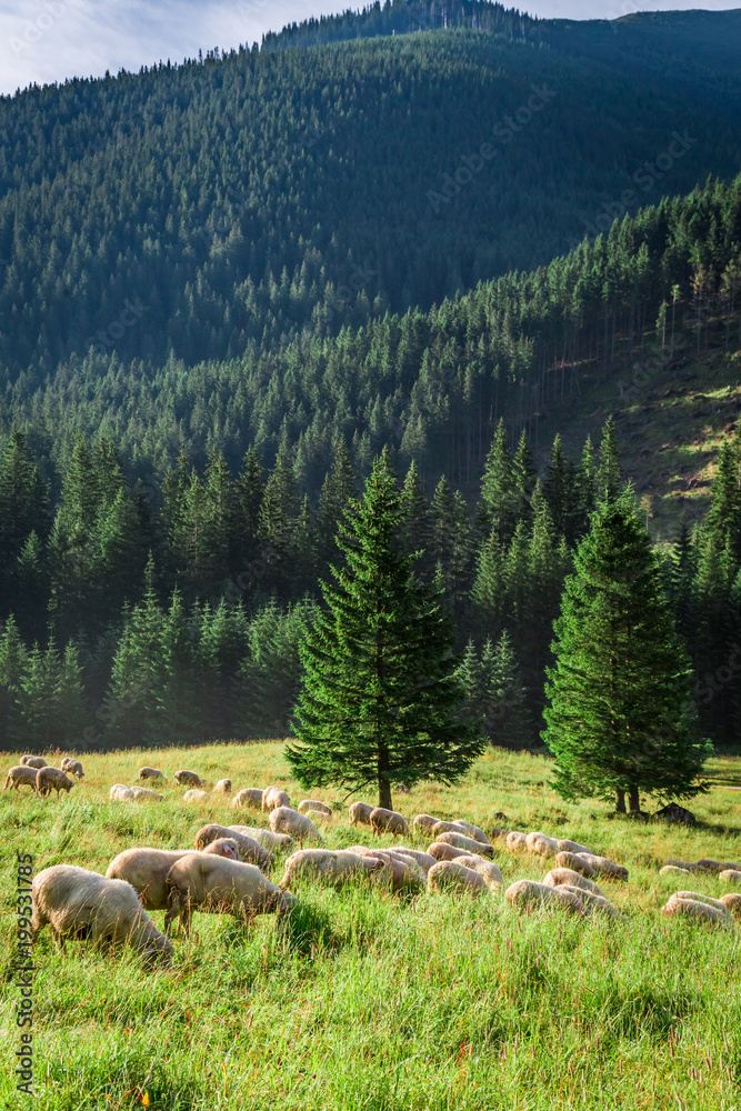 Grazing herd of sheep on green meadow, Tatra Mountains