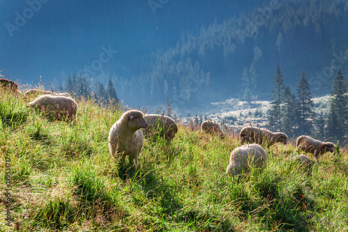Clouse up of grazing herd o...