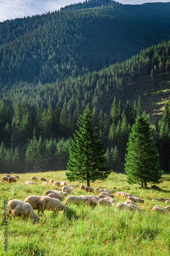 Grazing herd of sheep on gr...
