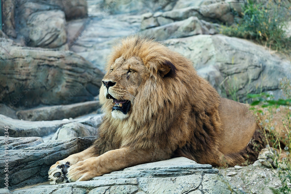 Obraz premium The old lion is resting. King of beasts.