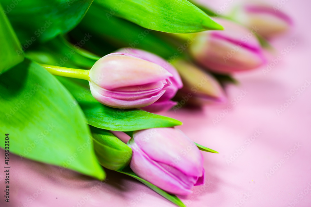 tulips on pink background, easter, birthday, mother´s day tulips on pink background, easter, birthday, mother´s day