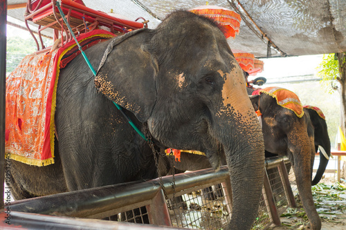 elephant, animal of thailand, big animal, Ayutthaya Elephant 