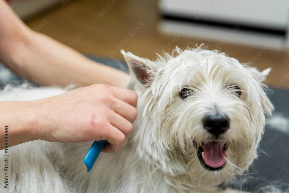 Dog West Highland White Terrier Grooming