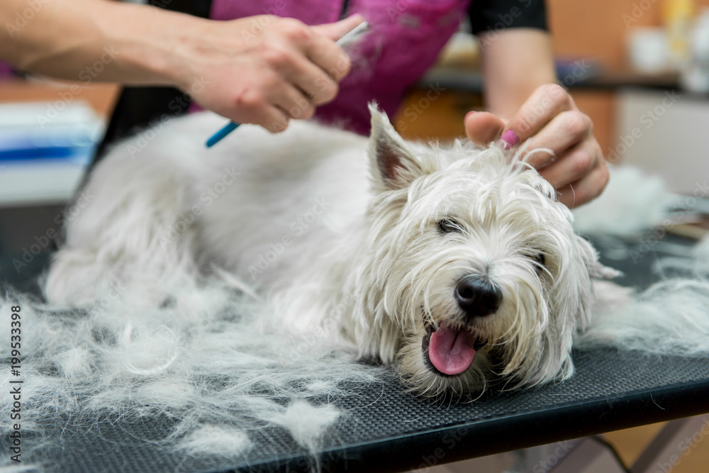 Dog West Highland White Terrier Grooming Dog West Highland White Terrier Grooming