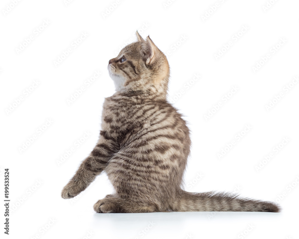Fototapeta premium Playful cat kitten sitting on hind legs and looking forward. Isolated on white background